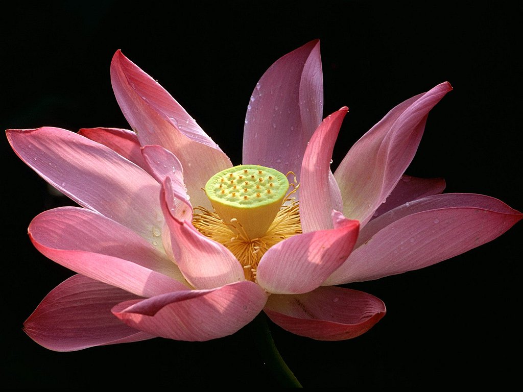 Water Lily, Taipei, Taiwan